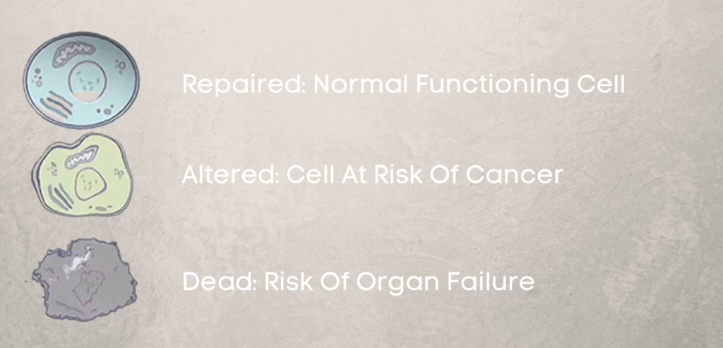 Effect Of Radiation On Your Health : Damage to cell by radiation exposure