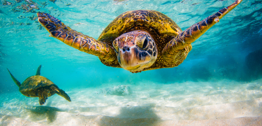 Marine Species Getting Affected By Plastic Waste Sea Turtle