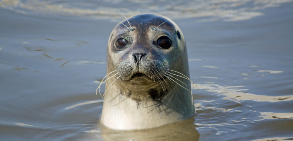 Marine Species Getting Affected By Plastic Waste Seals