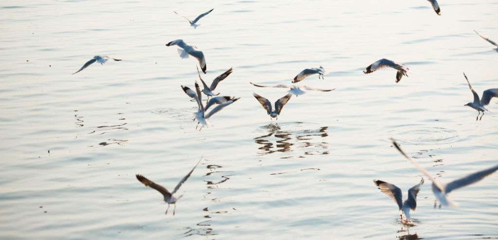 Marine Species Getting Affected By Plastic Waste Marine Birds