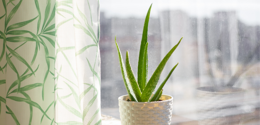 Air Purifying Plants Aloe Vera