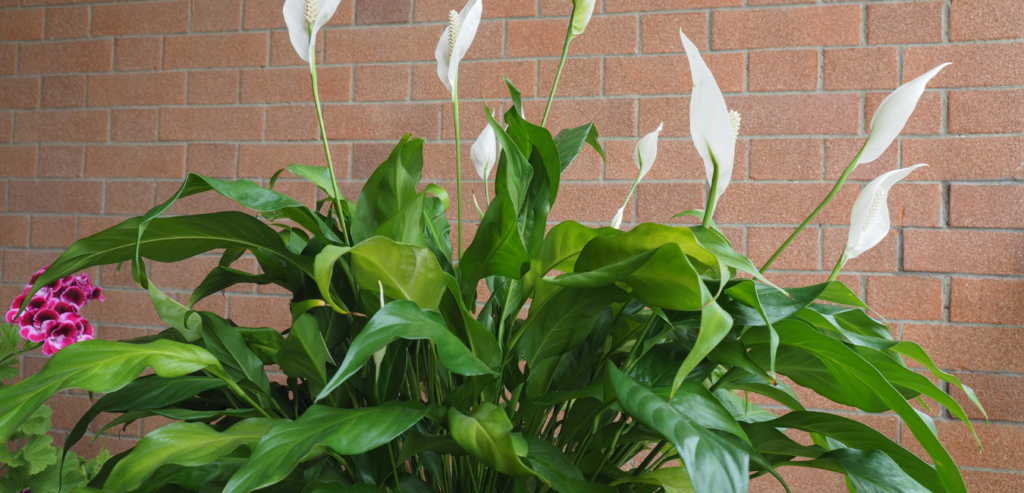Air Purifying Plants Peace Lilly