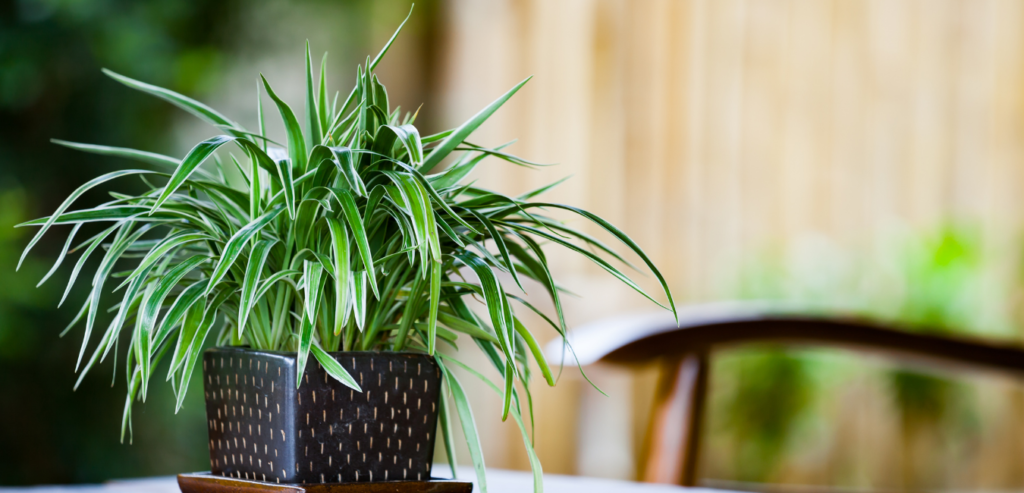 Air Purifying Plants Spider plant