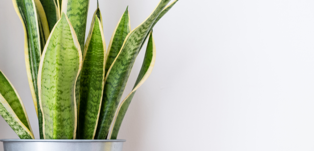 Air Purifying Plants Snake Plant