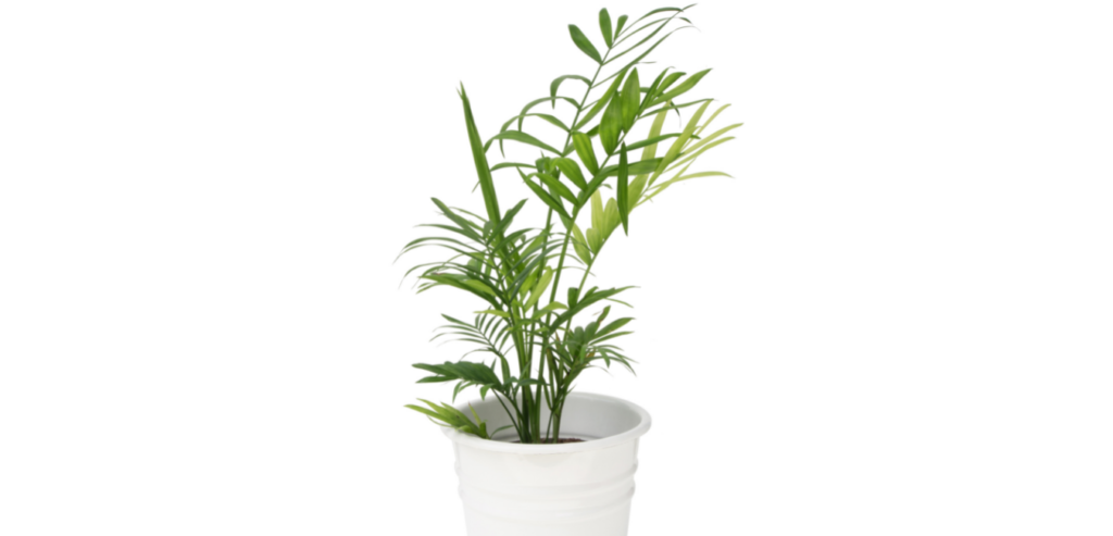 Air Purifying Plants Bamboo palm