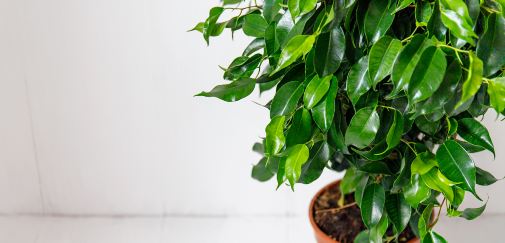 Air Purifying Plants Weeping Fig