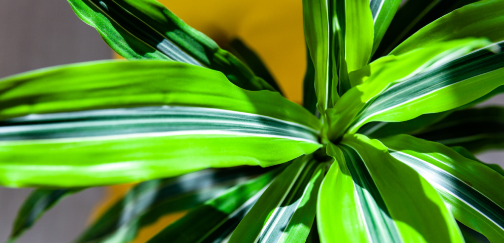 Air Purifying Plants  Warneck Dracaena