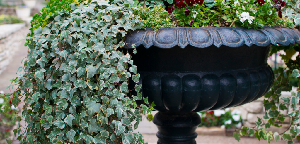 Air Purifying Plants English Ivy