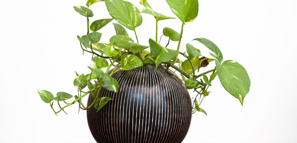 Air Purifying Plants Golden Pothos