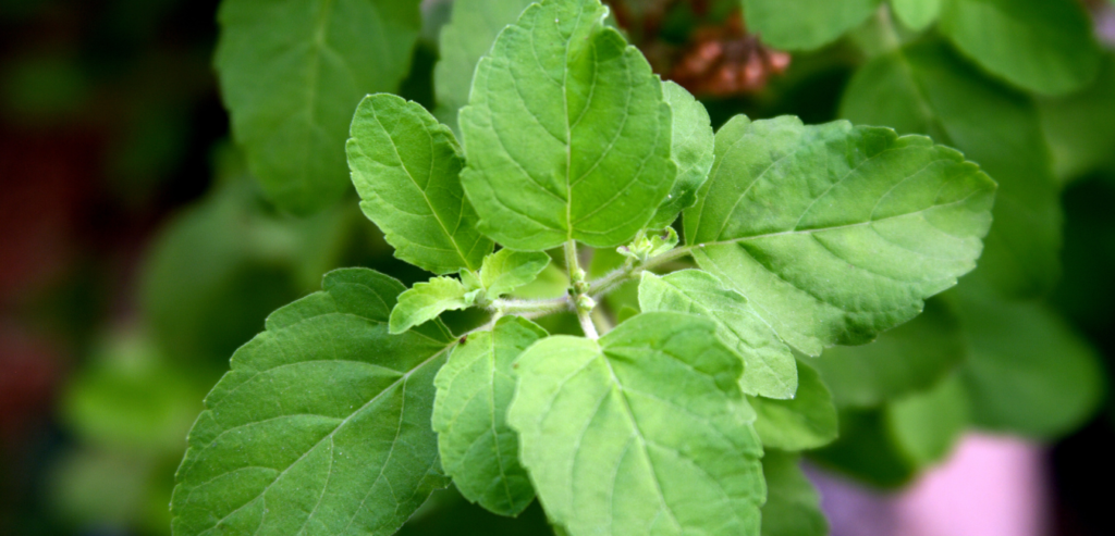 Air Purifying Plants Indian Basil