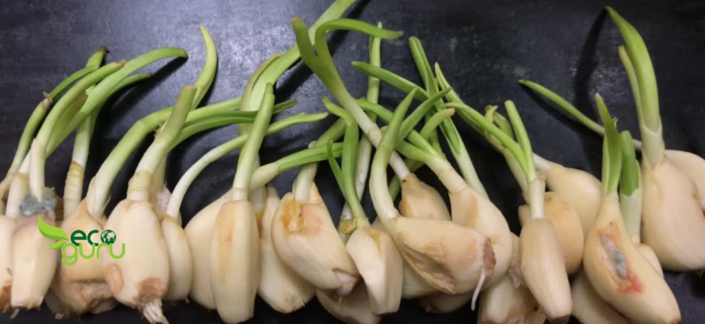Garlic Vegetables You Can Regrow From Scraps