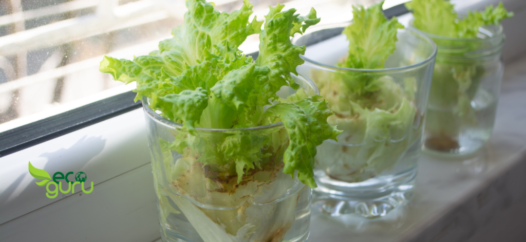 Lettuce Vegetables You Can Regrow From Scraps