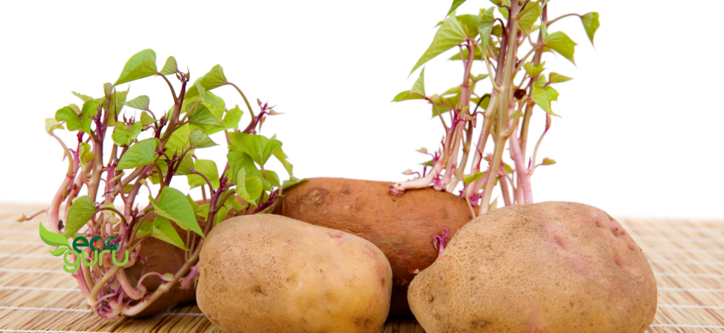 Potato Vegetables You Can Regrow From Scraps