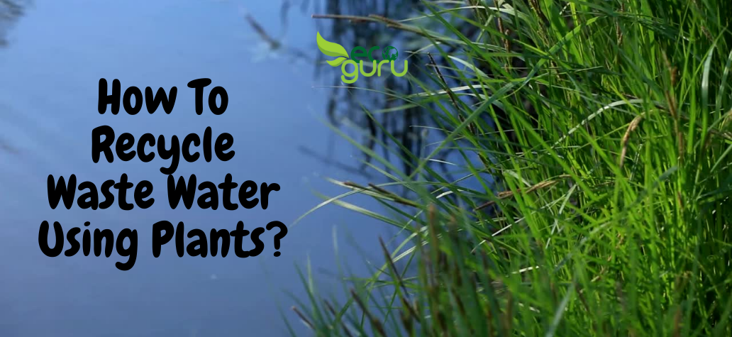 Recycle Waste Water Using Plants