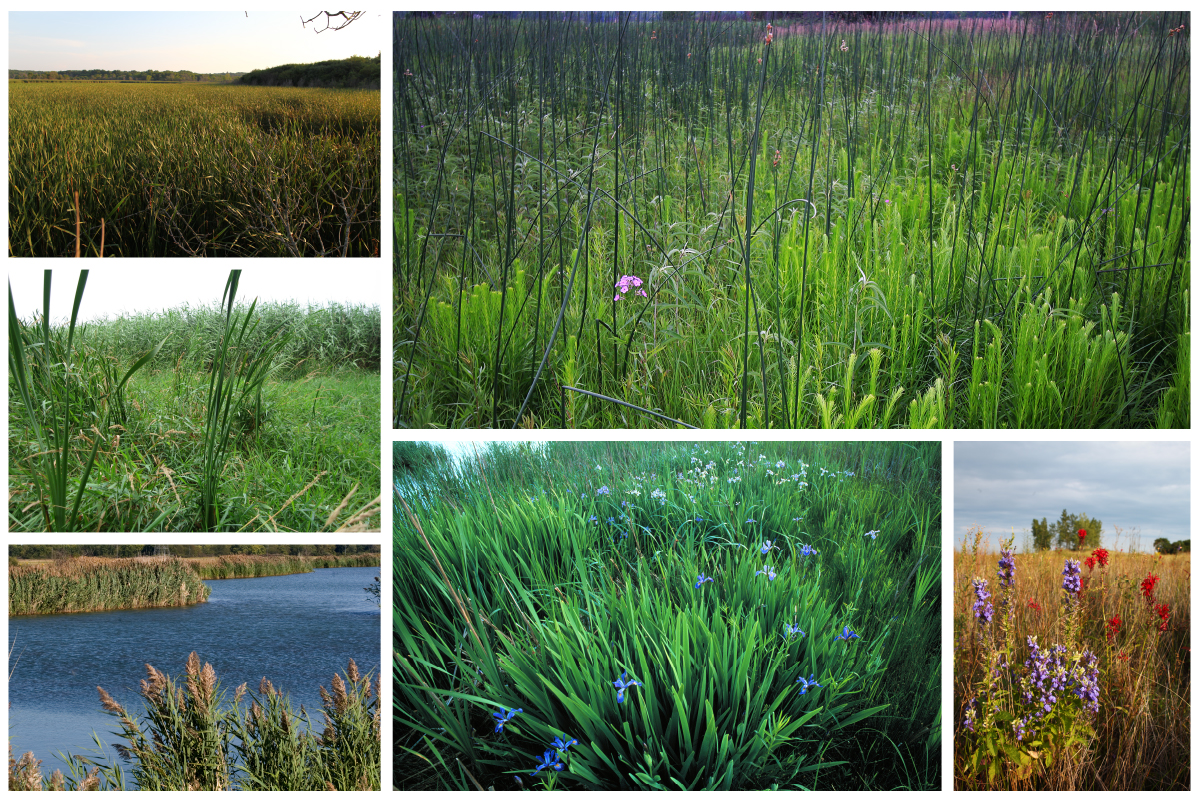 wetland plants: Recycle Waste Water Using Plants