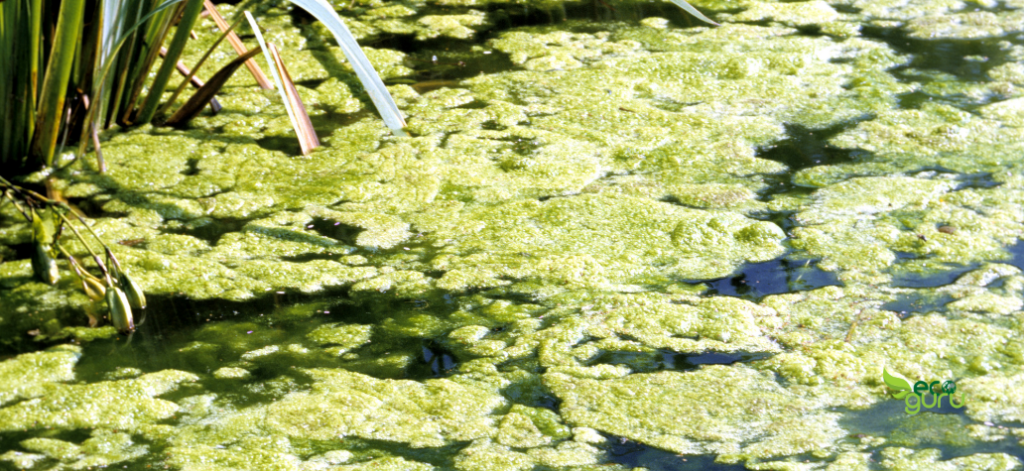 Mistakes to Avoid When Harvesting Rainwater