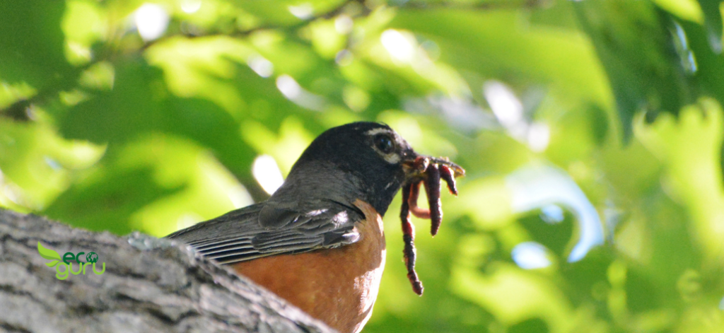Pest Control Benefits of birdhouse