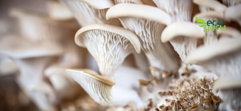 Mycelium Eco-friendly Building Materials