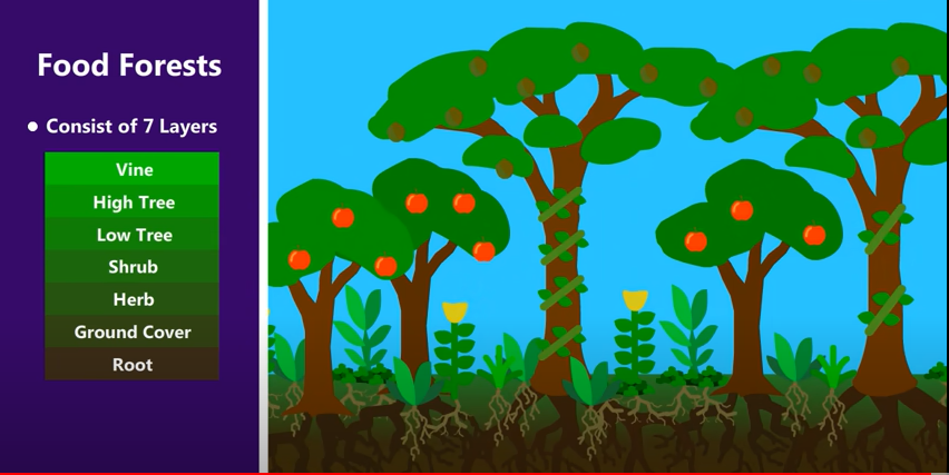Regenerative Agriculture Food forest different layers