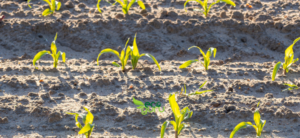 Going Green Supporting sustainable agriculture 